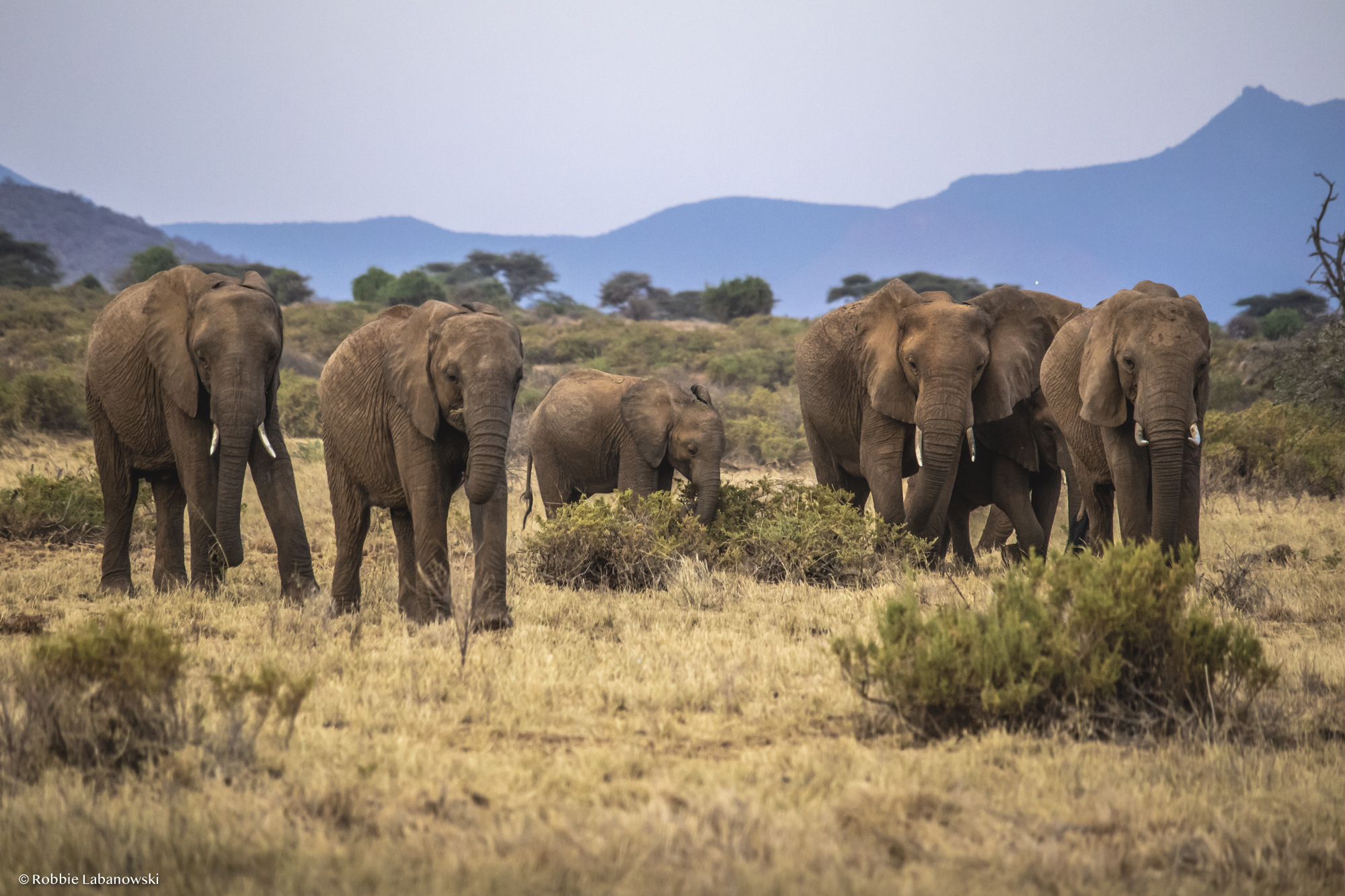 African Elephant