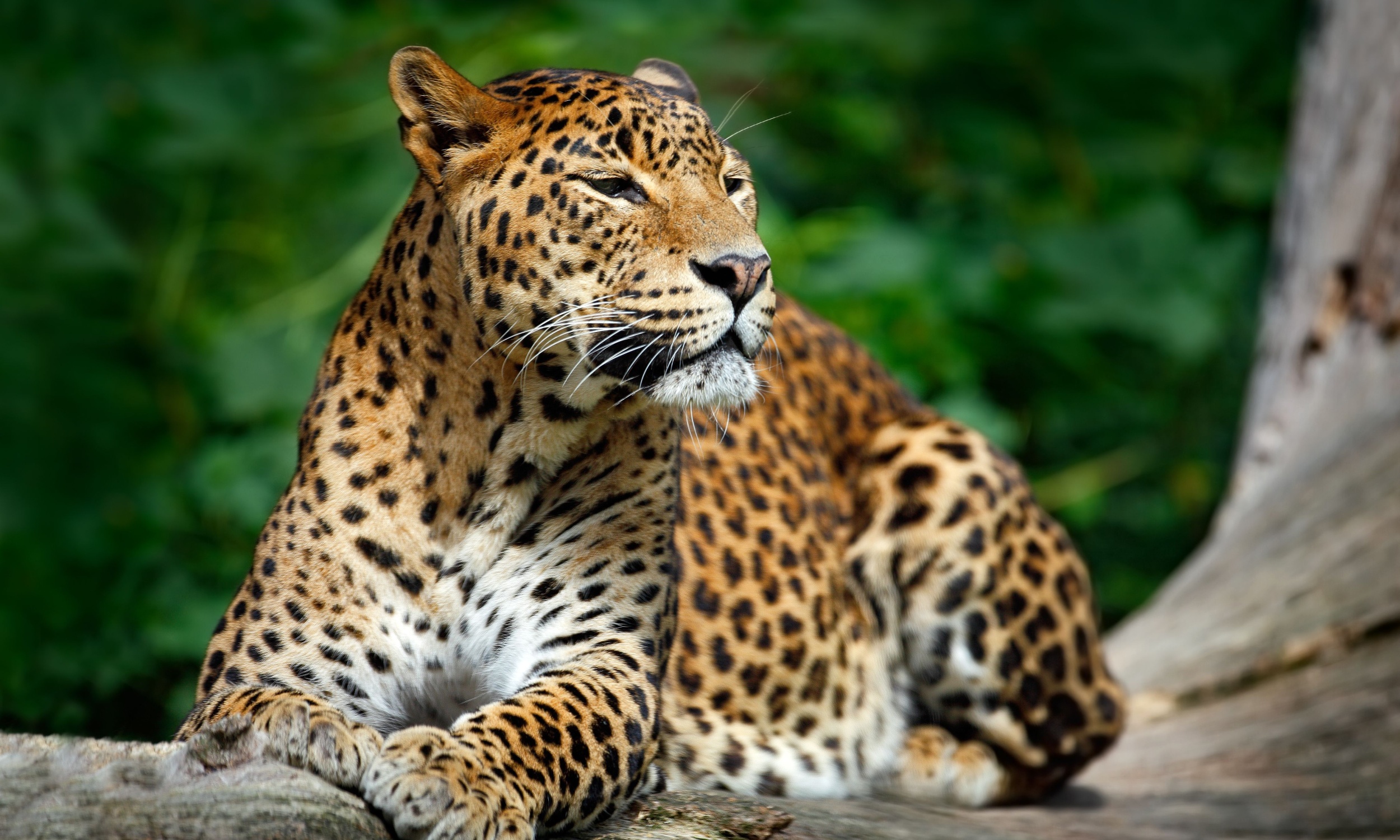 African Leopard