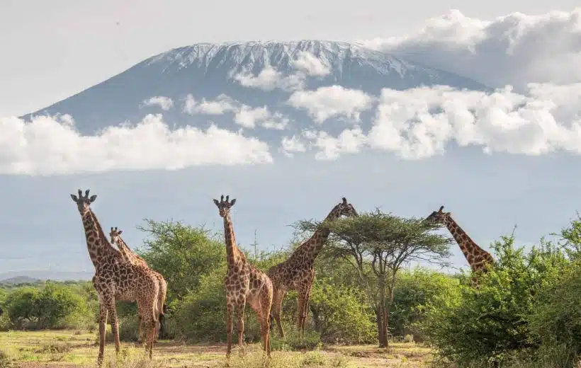 Amboseli gallery 2