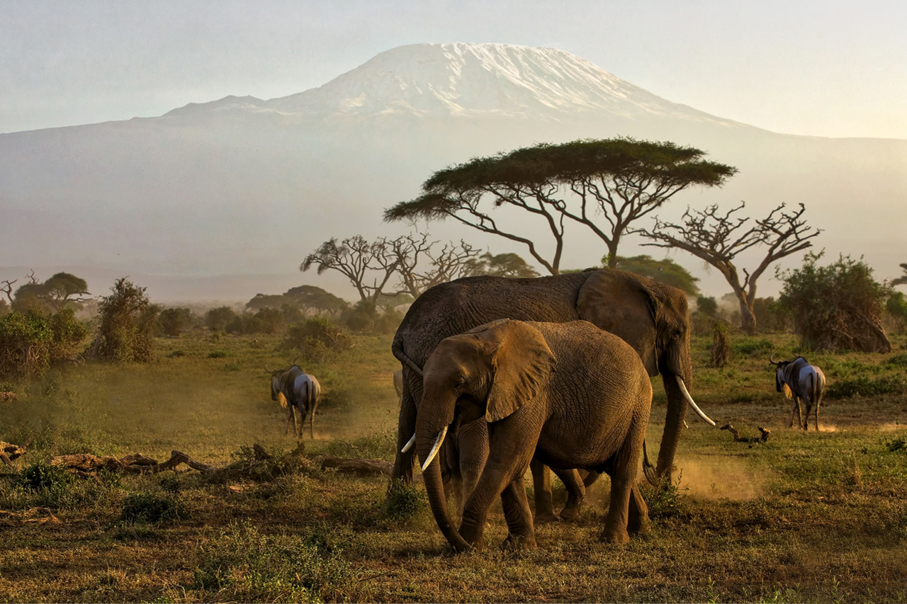 Elephants in savanna