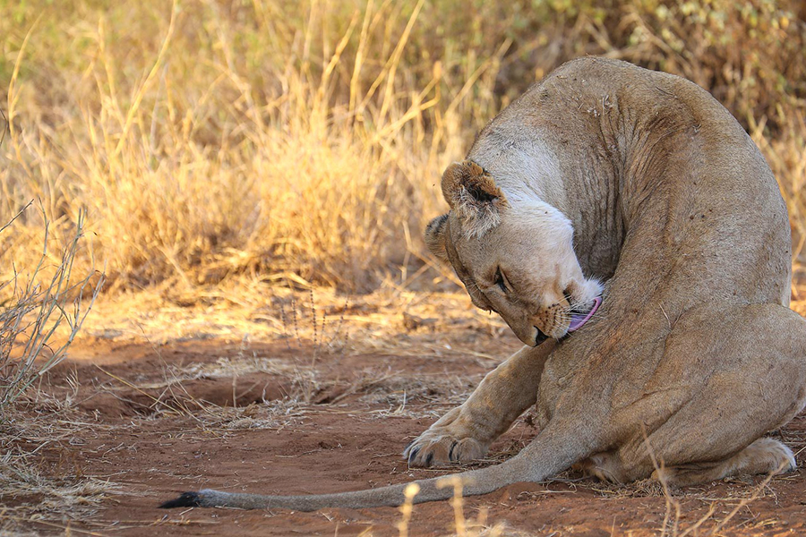 Elephant Gorge Camp gallery 5