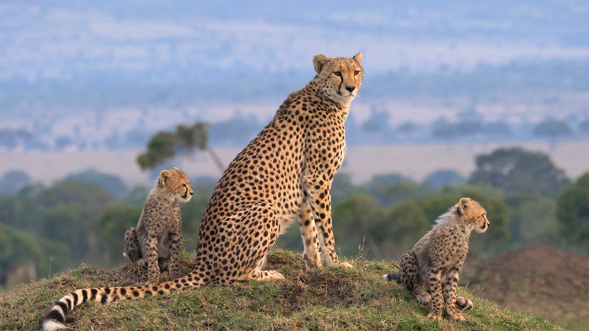 The Magic of the Maasai Mara