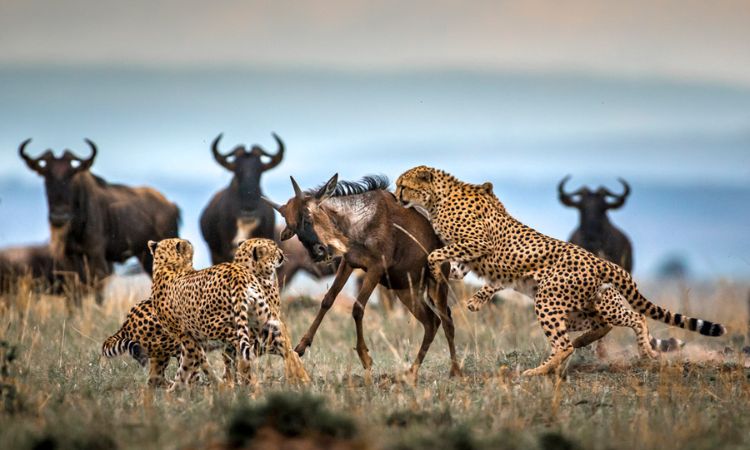 Masai Mara gallery 7