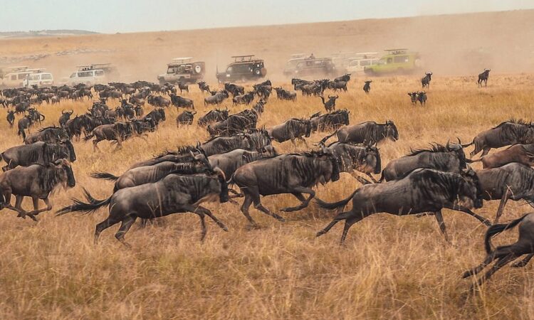 Masai Mara gallery 9