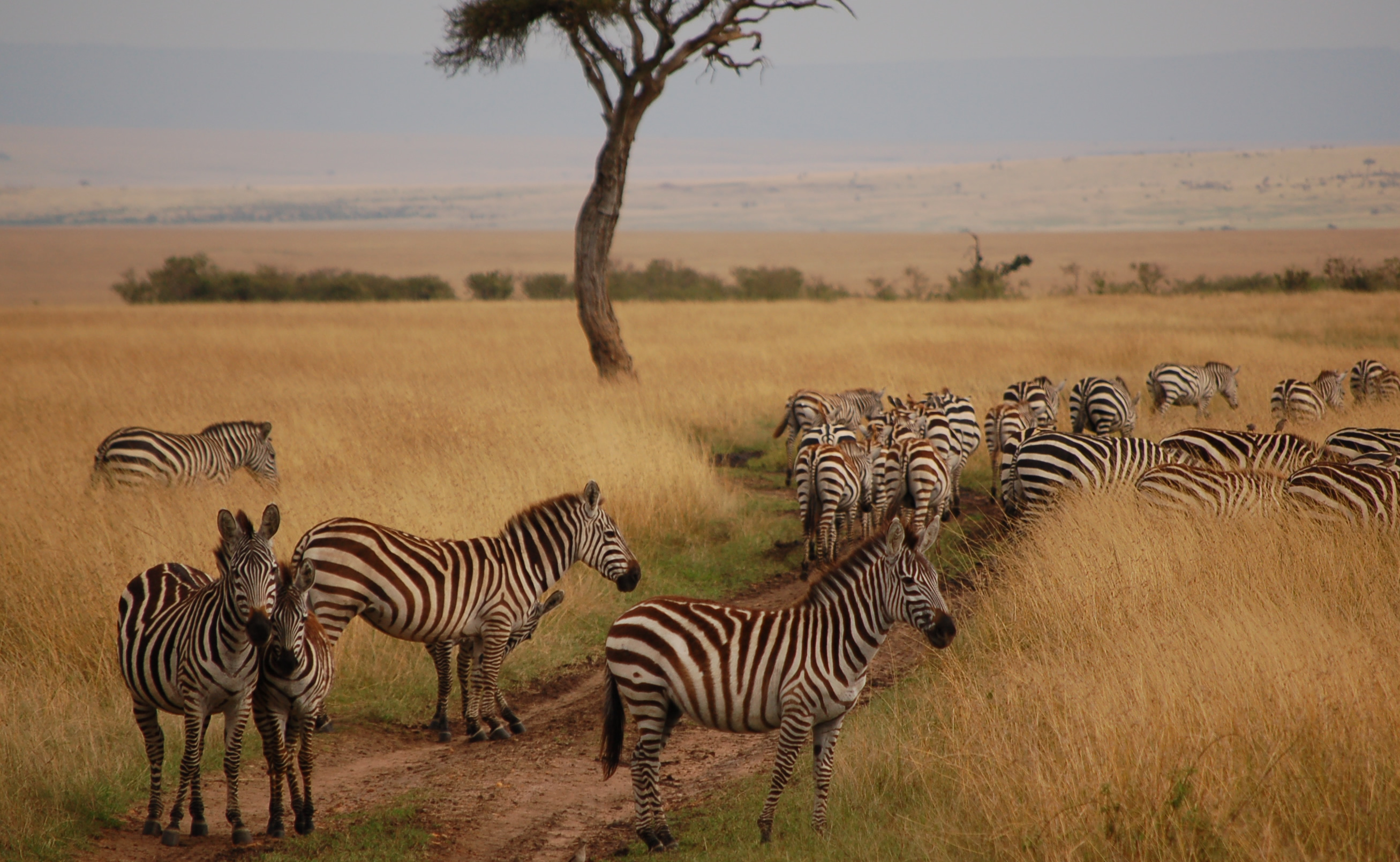 Masai Mara