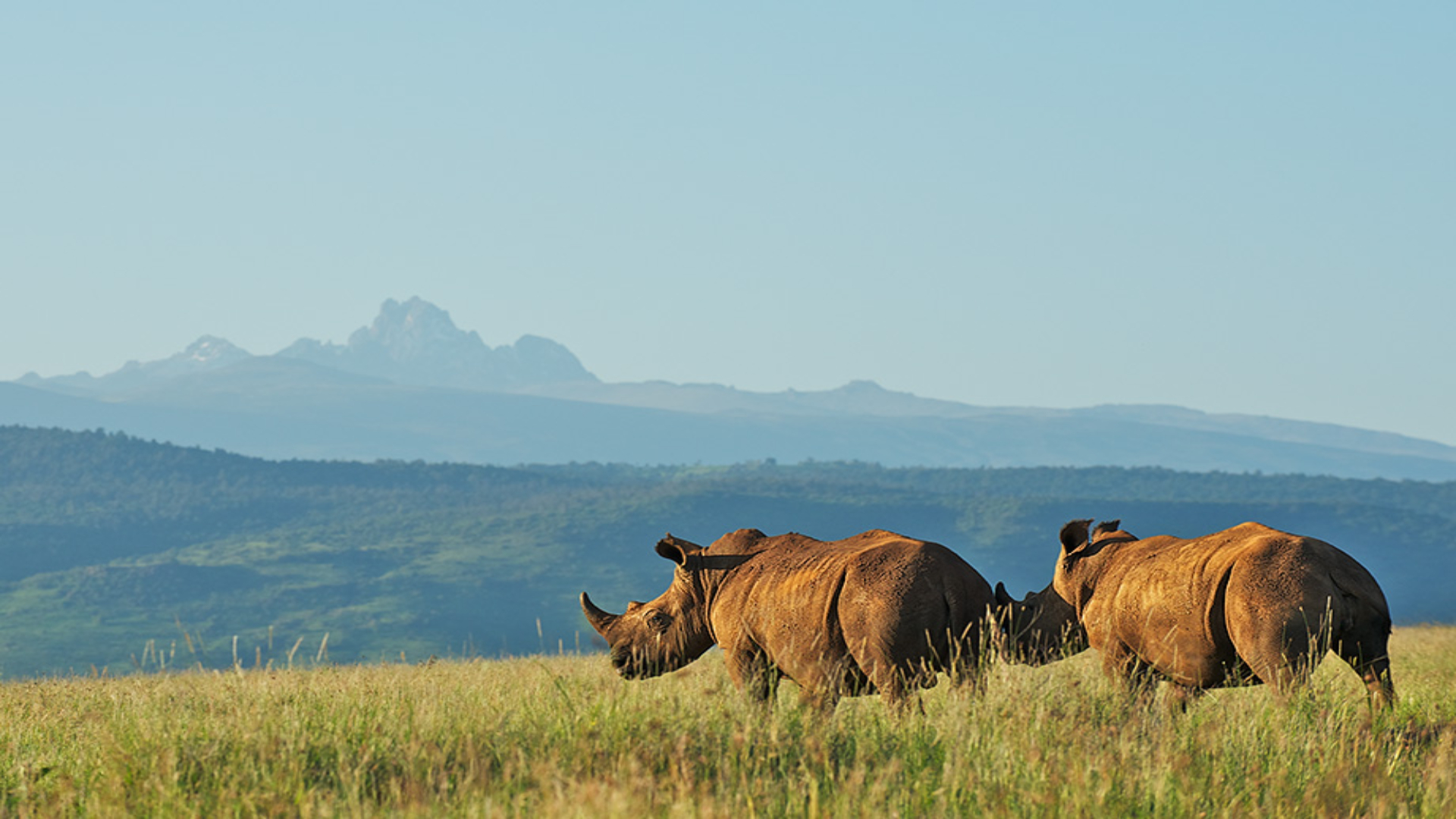 Mt. Kenya gallery 9