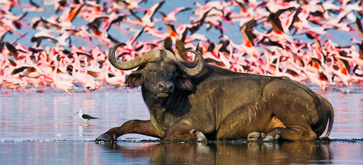 The Wonders of Lake Nakuru