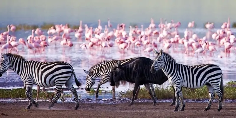 Nakuru gallery 8