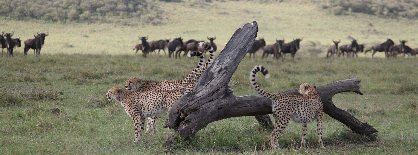 Mara Ngenche Camp gallery 6