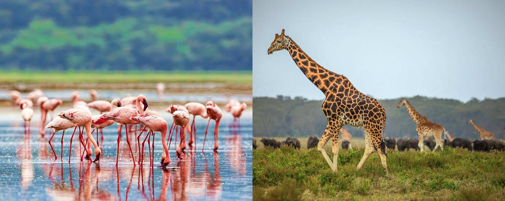 5-Day Lake Nakuru & Maasai Mara Safari
