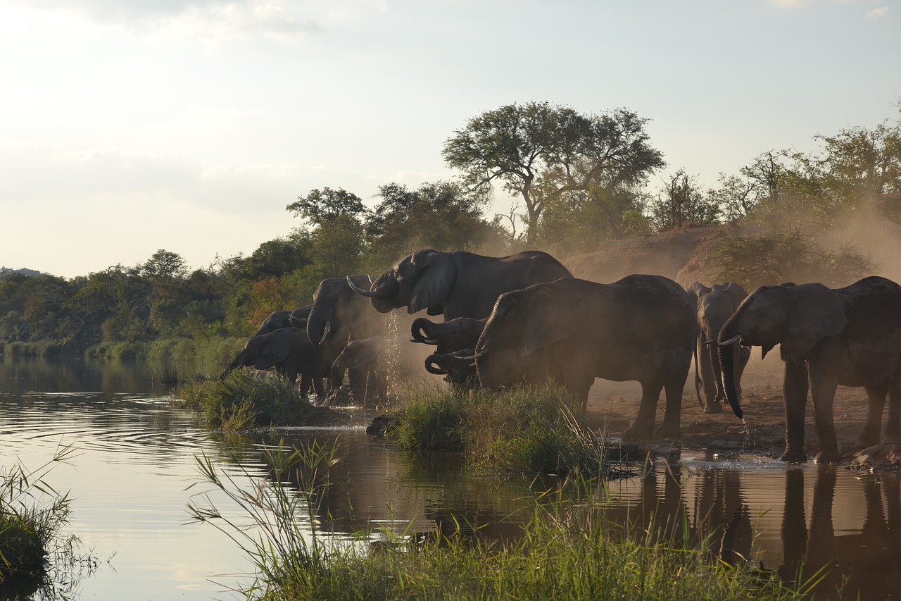 Kenya Big Five Safari Experience
