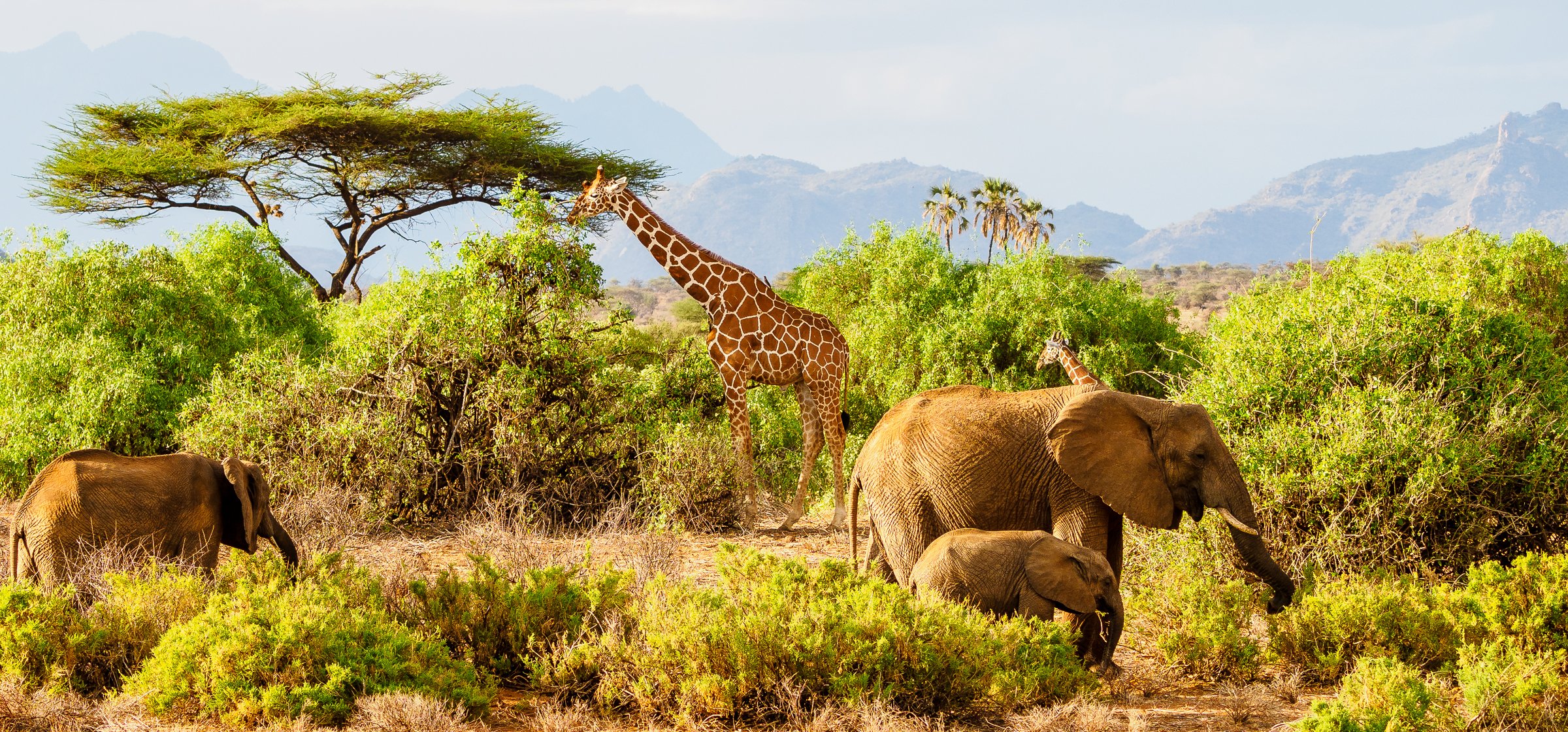 Samburu gallery 3