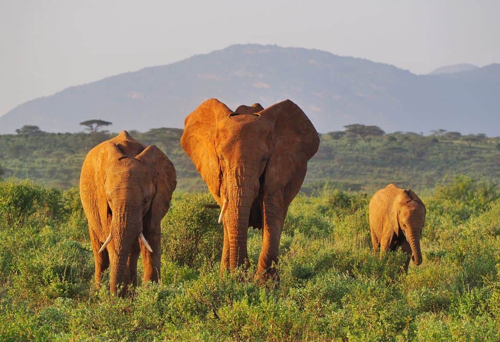 Samburu gallery 5