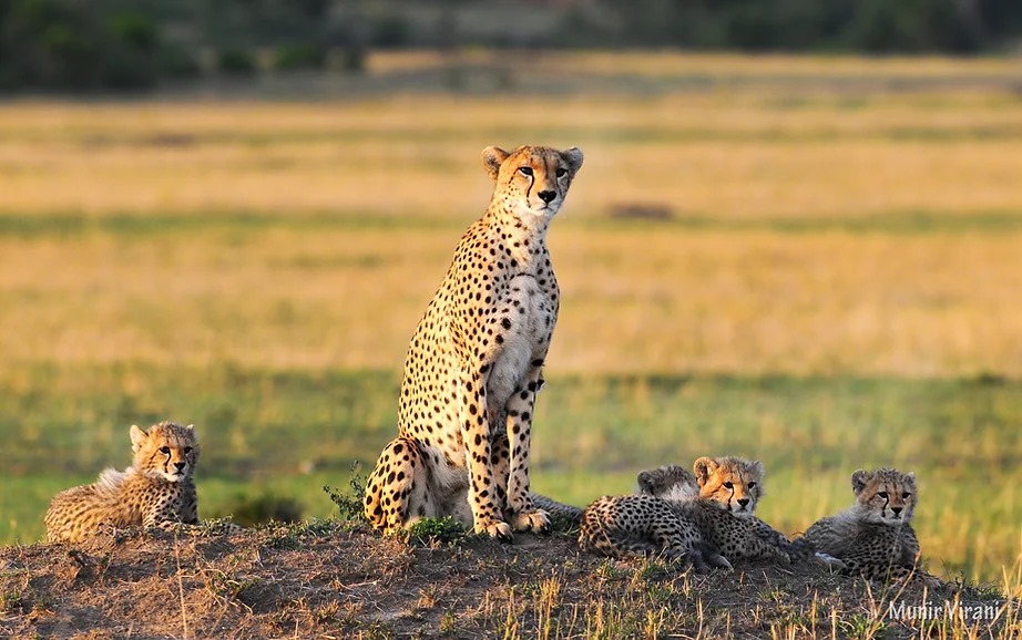 Tipilikwani Mara Camp gallery 9