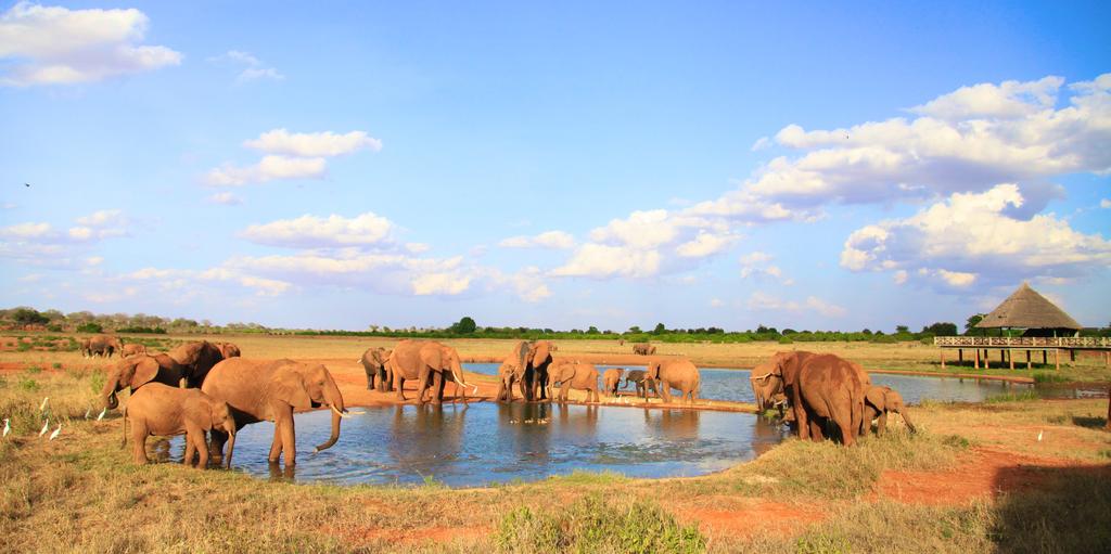 Tsavo gallery 4