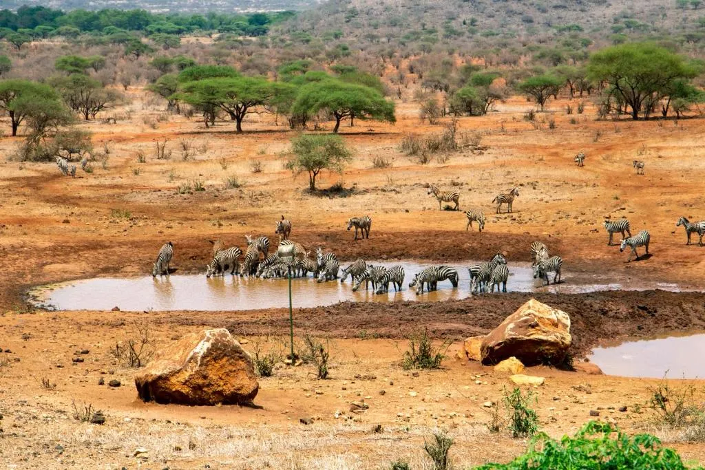 Tsavo gallery 9
