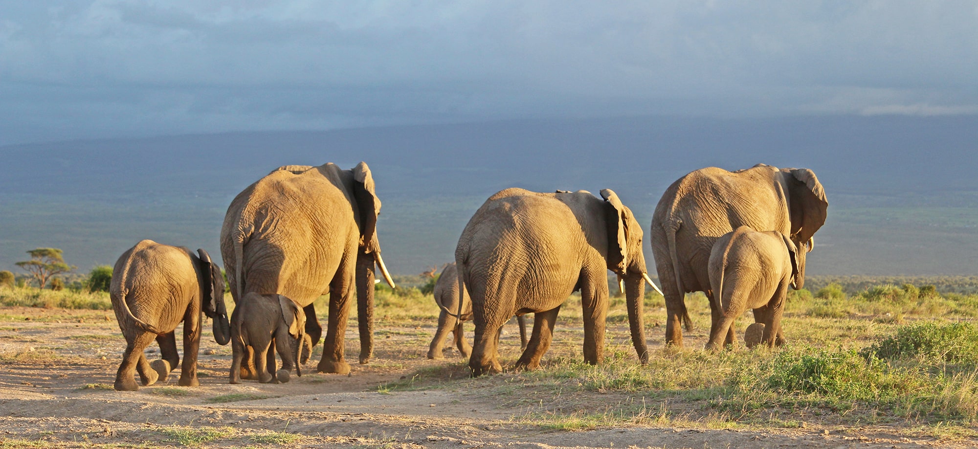 Tulia Amboseli Safari Camp gallery 3